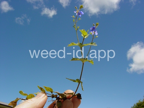 speedwell, germander